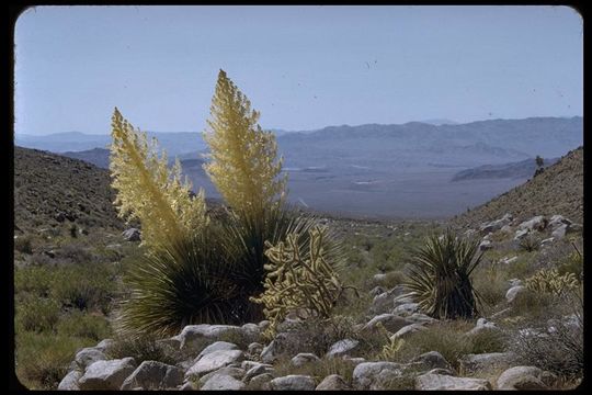 Image of Parry's beargrass