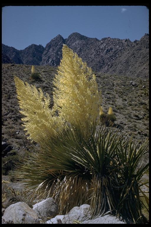 Image of Parry's beargrass