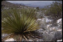 Image of Parry's beargrass