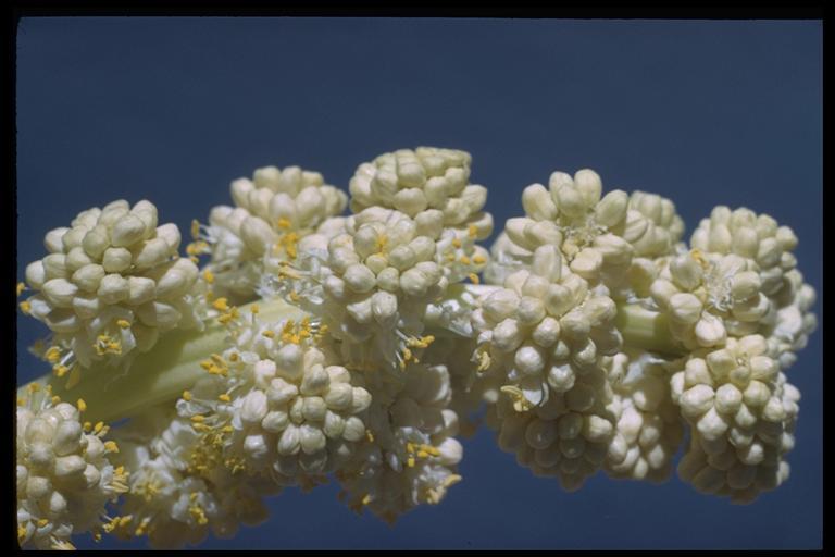 Image of Parry's beargrass