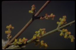 Image of mesquite mistletoe