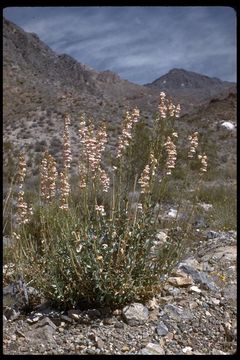 Image of Palmer's penstemon