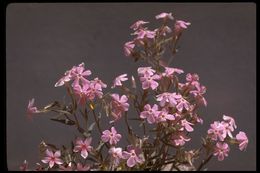 Image of cold-desert phlox