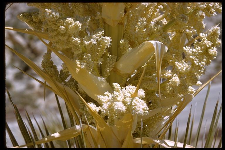 Image of Parry's beargrass