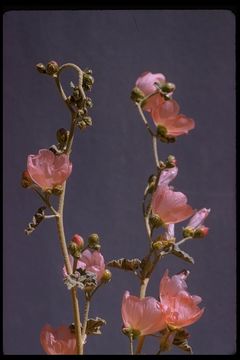 Image of desert globemallow