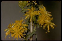 Image of alkali goldenbush