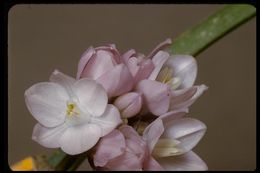 صورة Dichelostemma capitatum (Benth.) Alph. Wood