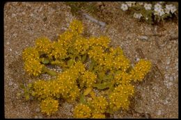 Imagem de Lepidium flavum Torr.