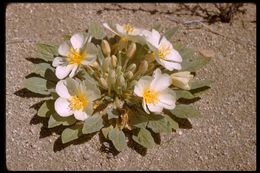 Imagem de Oenothera deltoides Torr. & Frem.