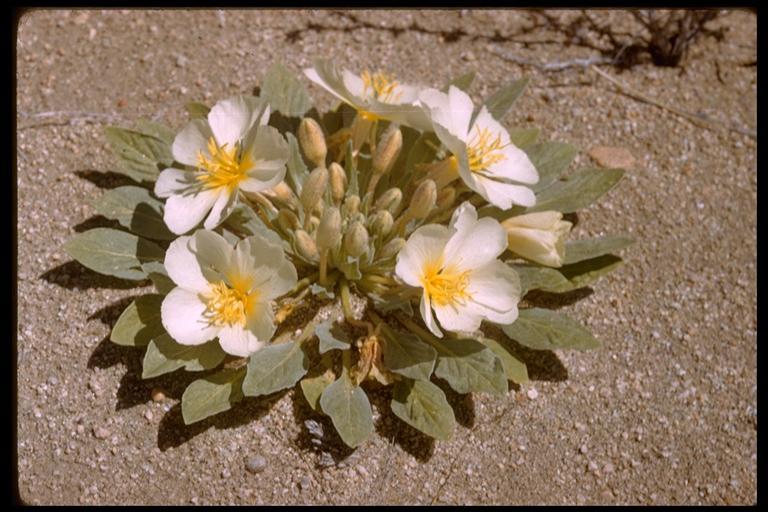 Imagem de Oenothera deltoides Torr. & Frem.