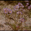 Gilia latiflora subsp. davyi (Milliken) A. D. & V. E. Grant的圖片