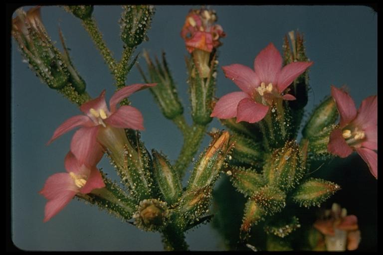 Image of broad-leaf gilia