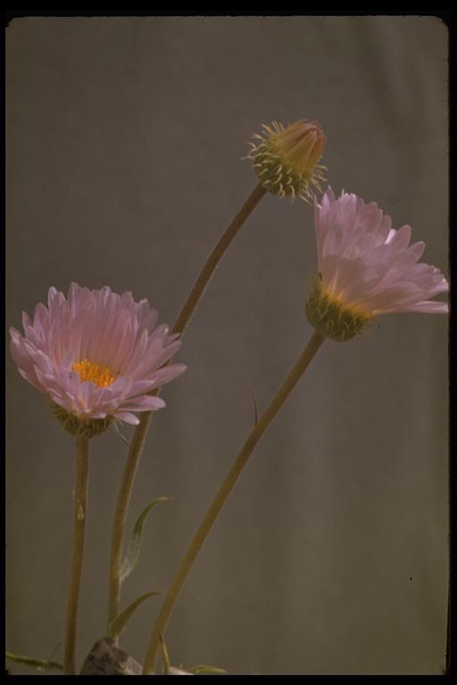 Image of Mojave woodyaster