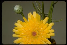 Image of smooth desertdandelion