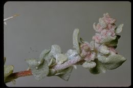 Слика од Atriplex confertifolia (Torr. & Frem.) S. Wats.