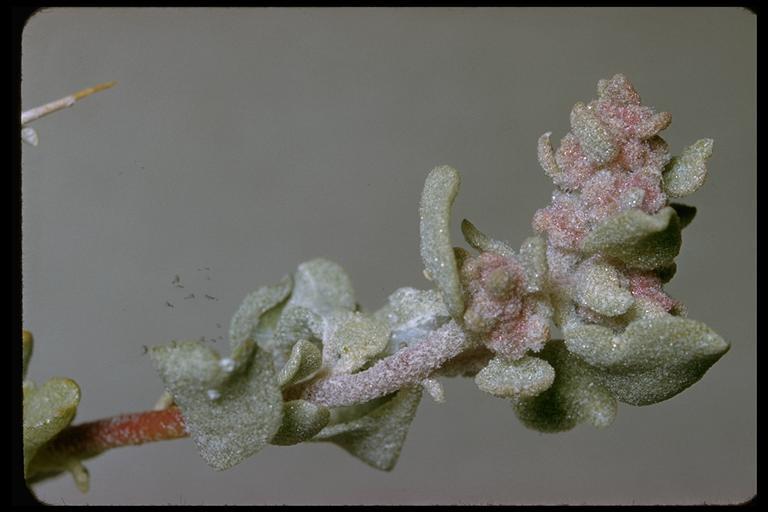 Image of shadscale saltbush