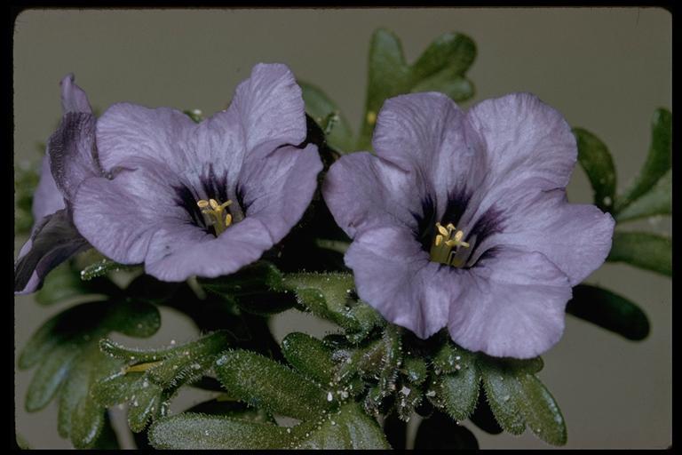 Image of Fremont's phacelia