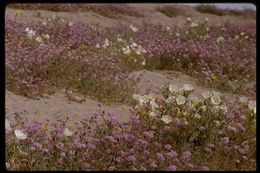 Image of desert sand verbena