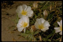 Imagem de Oenothera deltoides Torr. & Frem.