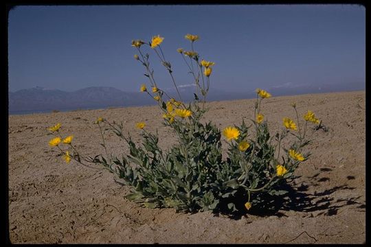 Plancia ëd Geraea canescens Torr. & A. Gray