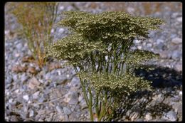 Image of pagoda buckwheat