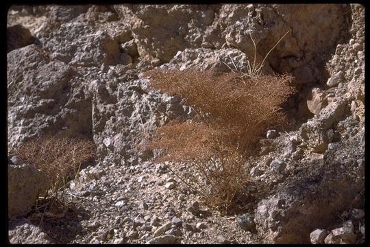 Imagem de Eriogonum rixfordii S. G. Stokes