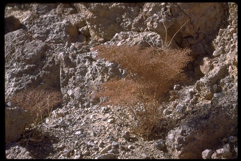 Imagem de Eriogonum rixfordii S. G. Stokes