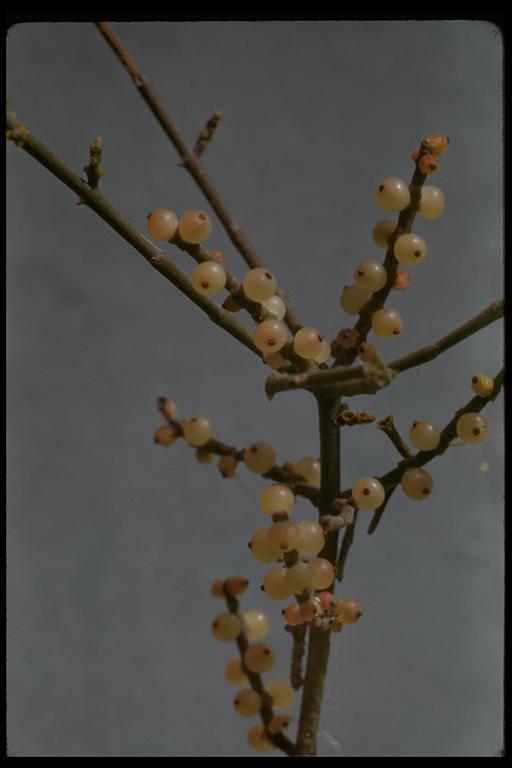 Image of mesquite mistletoe