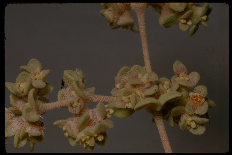 Imagem de Tidestromia suffruticosa var. oblongifolia (S. Wats.) Sánchez del Pino & Flores Olvera