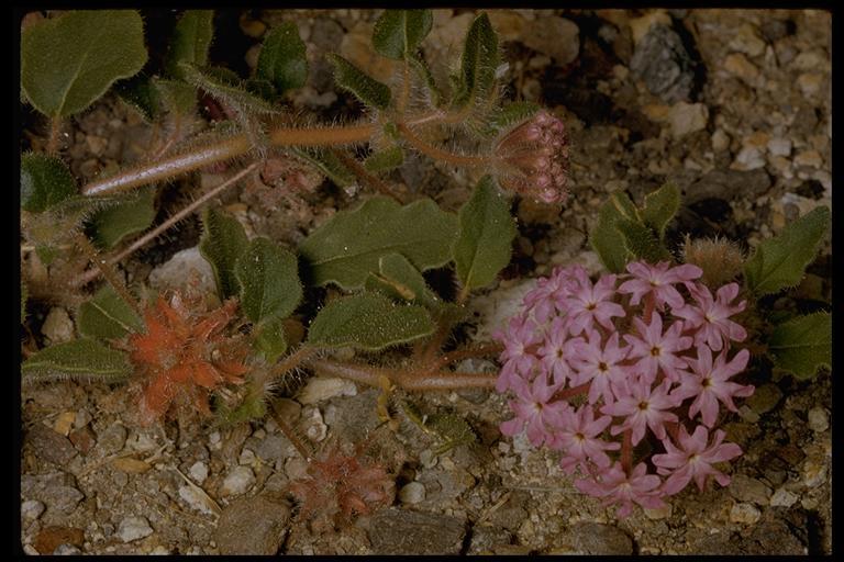 Image of desert sand verbena