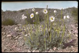 Image of desert bearpoppy