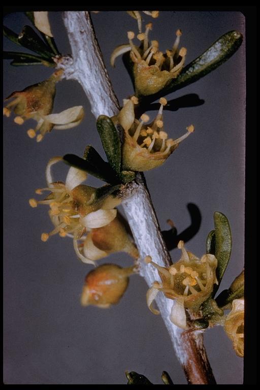 Prunus fasciculata (Torr.) Gray resmi