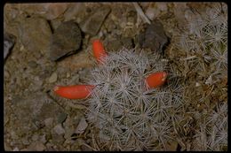 Image of Common Fishhook Cactus