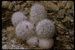 Image of Common Fishhook Cactus