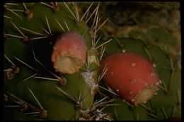 Image of Dollar-joint Prickly-pear