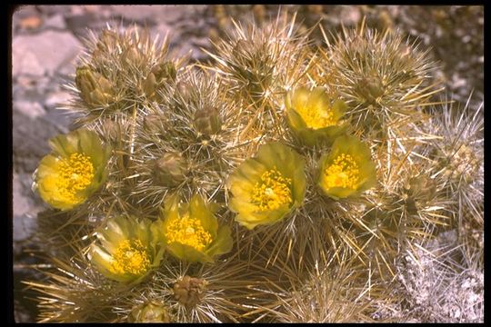 Imagem de Cylindropuntia echinocarpa (Engelm. & J. M. Bigelow) F. M. Knuth