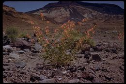 Image of desert globemallow