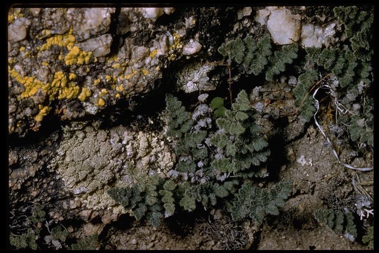 Image of <i>Cheilanthes parryi</i>