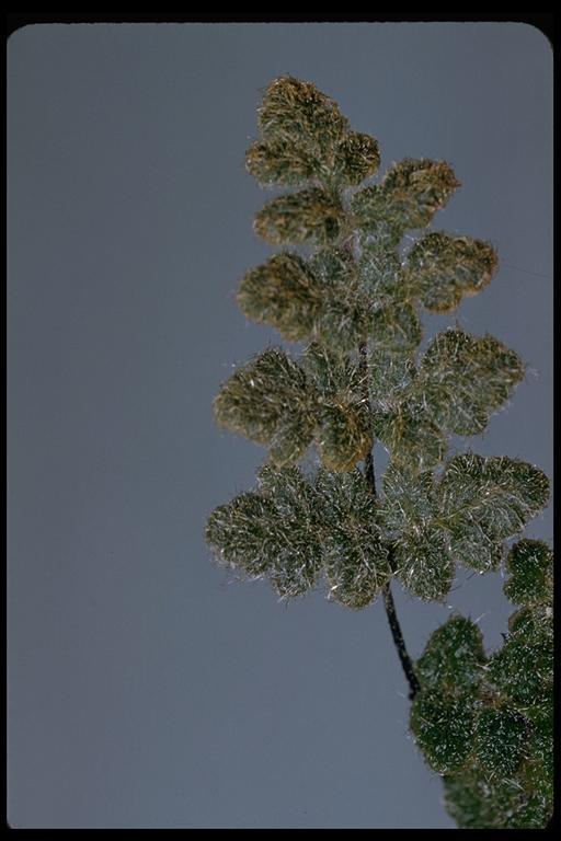 Image of <i>Cheilanthes parryi</i>