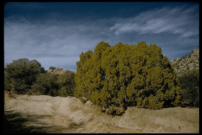 Sivun Juniperus californica Carrière kuva