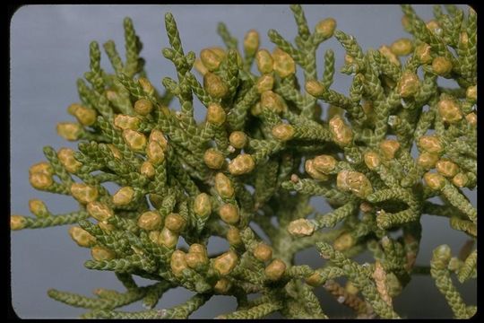 Imagem de Juniperus californica Carrière