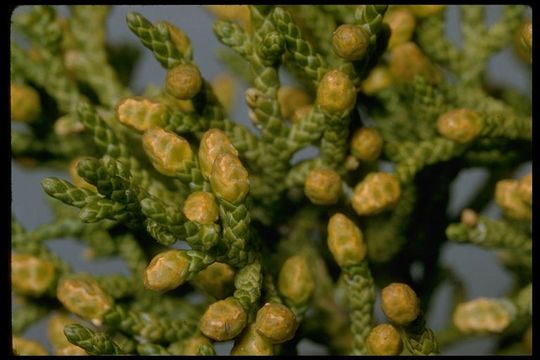 Imagem de Juniperus californica Carrière