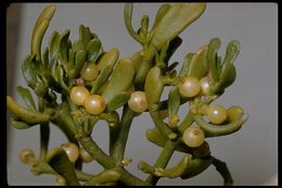 Image of dense mistletoe