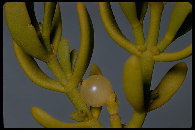 Image of dense mistletoe