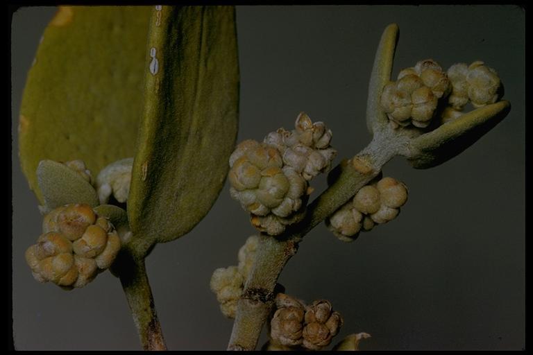 Image of jojoba