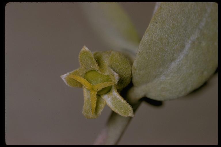 Image of jojoba