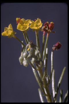 Image of Chylismia cardiophylla Small