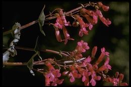 Image of Cleveland's beardtongue