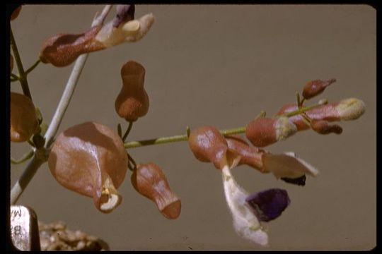 Imagem de Scutellaria mexicana (Torr.) A. J. Paton