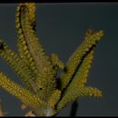 Sivun Salvia eremostachya Jeps. kuva